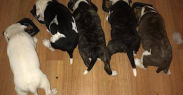 Very healthy Pitbull puppies for sale