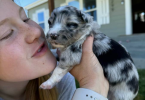 Gorgeous Australian Shepherd/Border Collie puppies