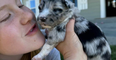 Gorgeous Australian Shepherd/Border Collie puppies
