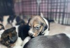 Purebred Beagle puppies for sale