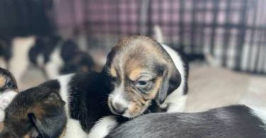 Purebred Beagle puppies for sale