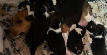 Purebred Beagle puppies for sale