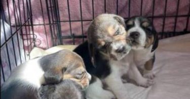 Purebred Beagle puppies for sale