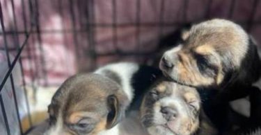 Purebred Beagle puppies for sale