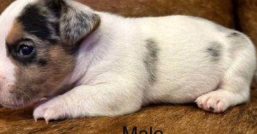 2 blue Merle male Jack Russell puppies for sale