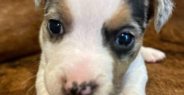 2 blue Merle male Jack Russell puppies for sale