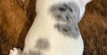 2 blue Merle male Jack Russell puppies for sale