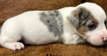 2 blue Merle male Jack Russell puppies for sale