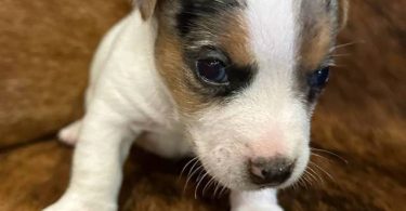 2 blue Merle male Jack Russell puppies for sale