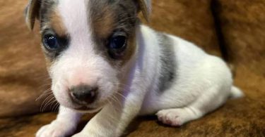 2 blue Merle male Jack Russell puppies for sale
