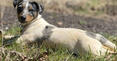 2 blue Merle male Jack Russell puppies for sale
