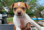 Male rat terrier mix puppies need good home