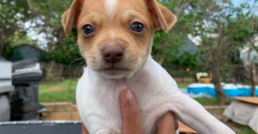 Male rat terrier mix puppies need good home