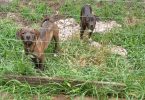 5 remaining pit bull puppies