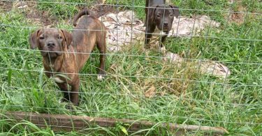 5 remaining pit bull puppies