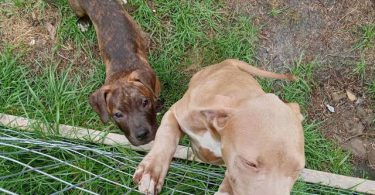 5 remaining pit bull puppies