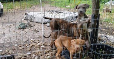 5 remaining pit bull puppies