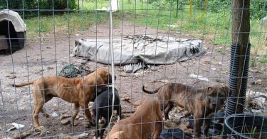 5 remaining pit bull puppies