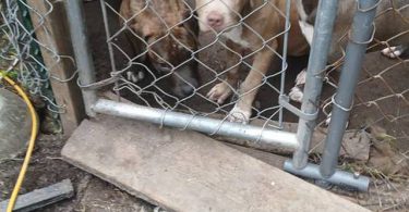 5 remaining pit bull puppies