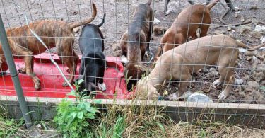 5 remaining pit bull puppies