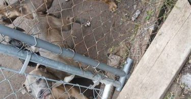5 remaining pit bull puppies