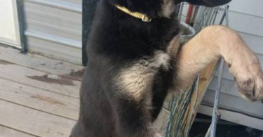 1 champion bloodline German shepherd puppy left