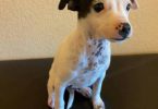 2 Prazsky Krysarik puppies for sale