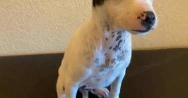 2 Prazsky Krysarik puppies for sale