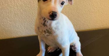 2 Prazsky Krysarik puppies for sale