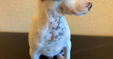 2 Prazsky Krysarik puppies for sale