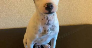 2 Prazsky Krysarik puppies for sale
