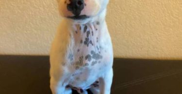 2 Prazsky Krysarik puppies for sale