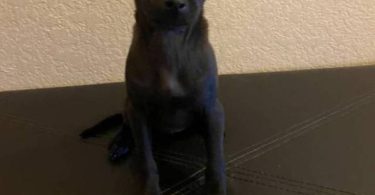 2 Prazsky Krysarik puppies for sale