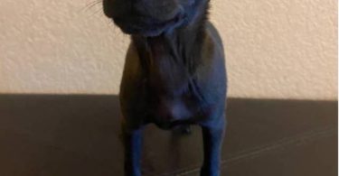 2 Prazsky Krysarik puppies for sale