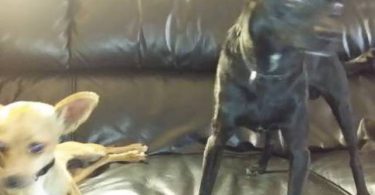 2 Prazsky Krysarik puppies for sale