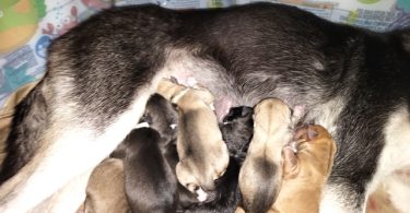 7 beautiful pups, save yours now first come first serve