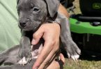 3 blue nose staffordshire puppies available
