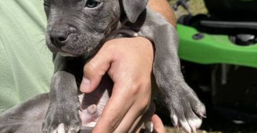 3 blue nose staffordshire puppies available