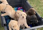 4 Beautiful Goldador Puppies