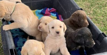4 Beautiful Goldador Puppies