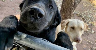 4 Beautiful Goldador Puppies