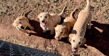 4 Beautiful Goldador Puppies