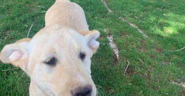 4 Beautiful Goldador Puppies
