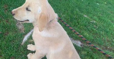 4 Beautiful Goldador Puppies