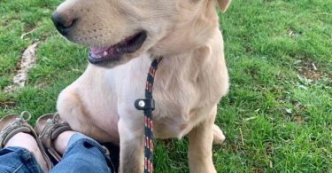 4 Beautiful Goldador Puppies