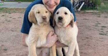 4 Beautiful Goldador Puppies