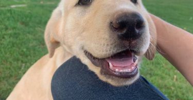 4 Beautiful Goldador Puppies