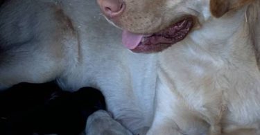 4 Beautiful Goldador Puppies