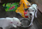 4 female pitbull pups available
