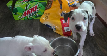 4 female pitbull pups available